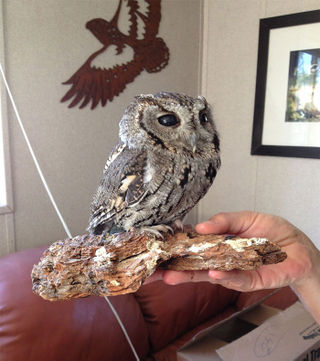 Illustration for article titled This Blind Screech Owl Has Eyes That Are Impossible To Believe
